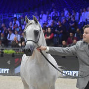 Yearling Filly: Jasmeenah Aljassimya 