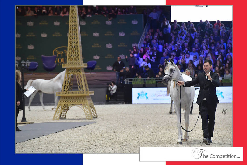 Lisa Abraham: The 2017 Arabian Horse World Championship Photo Album