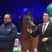 Yearling Filly: Nemesi Regalis 