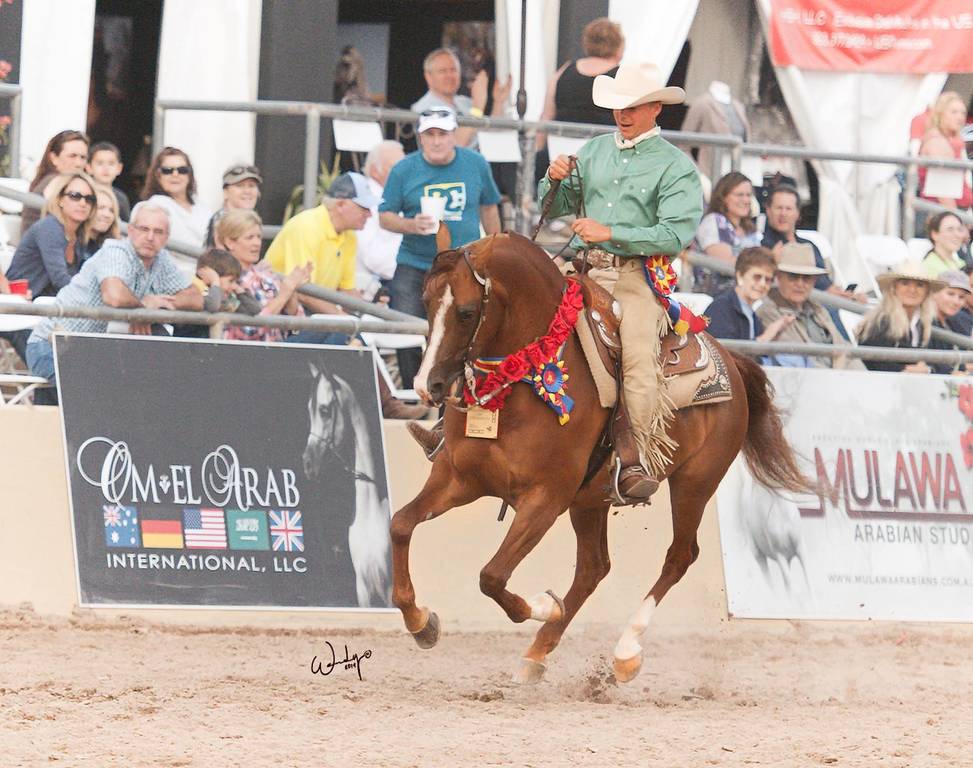 2018 Scottsdale All Arabian Horse Show