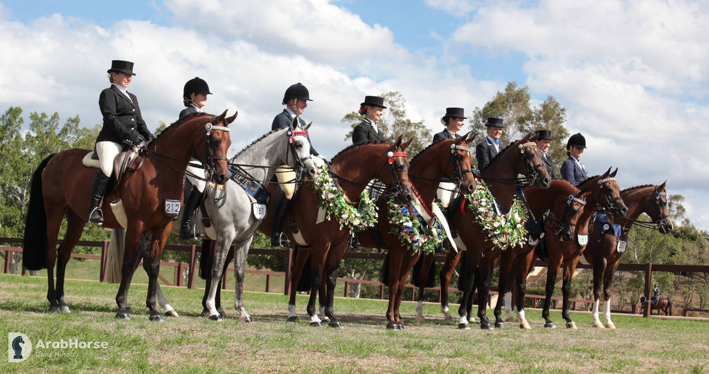 Australian Arabian National Championships 2018