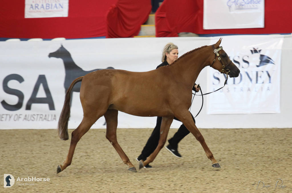 Australian Arabian National Championships 2018