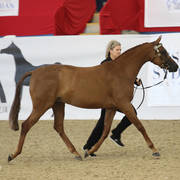 Australian Arabian National Championships 2018