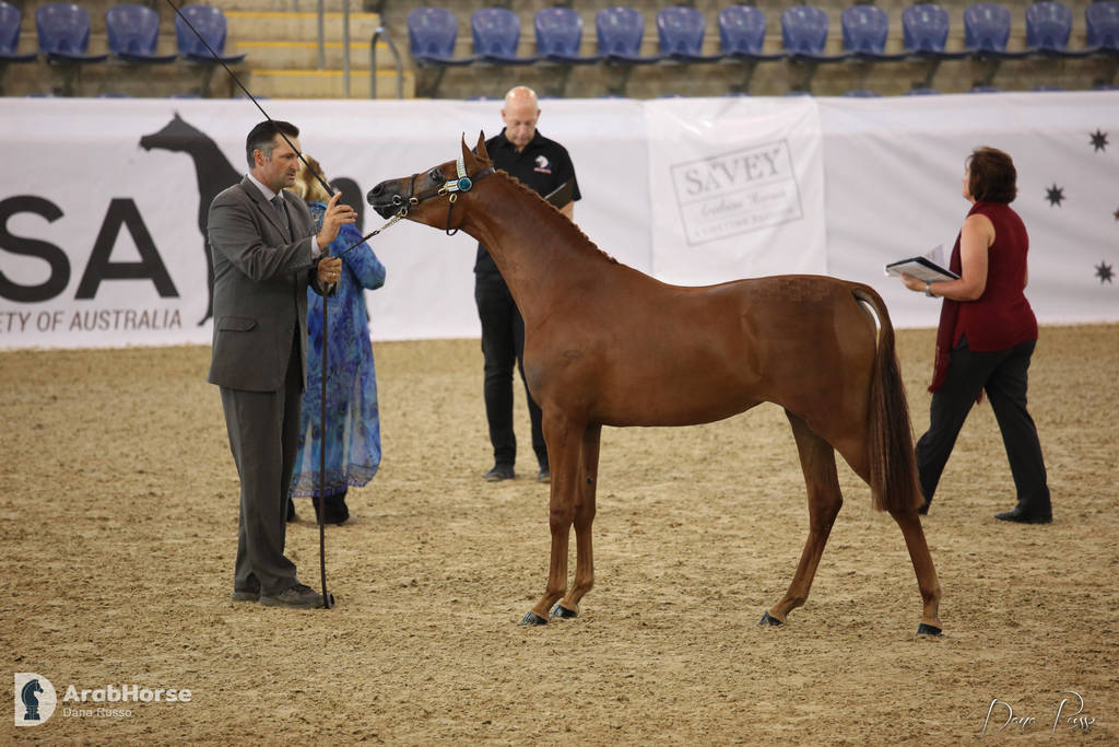 Australian Arabian National Championships 2018