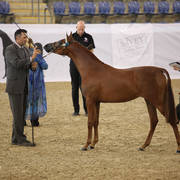 Australian Arabian National Championships 2018
