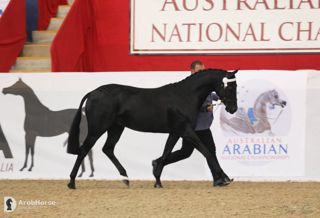 Australian Arabian National Championships 2018