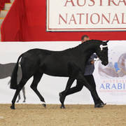 Australian Arabian National Championships 2018