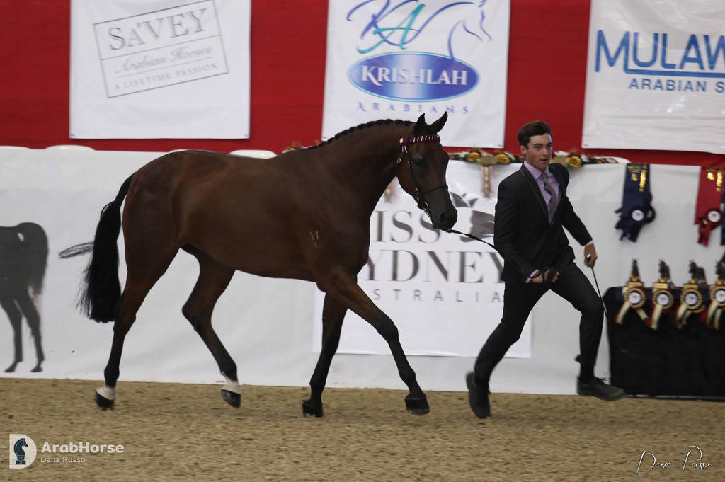 Australian Arabian National Championships 2018