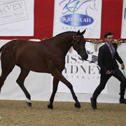 Australian Arabian National Championships 2018