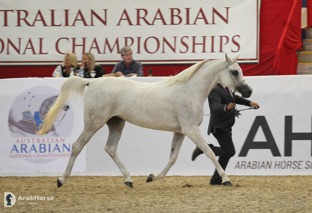 Australian Arabian National Championships 2018