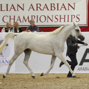 Australian Arabian National Championships 2018
