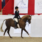 Australian Arabian National Championships 2018