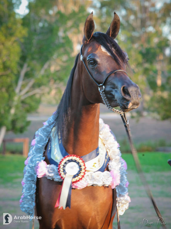 Australian Arabian National Championships 2018