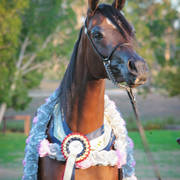 Australian Arabian National Championships 2018