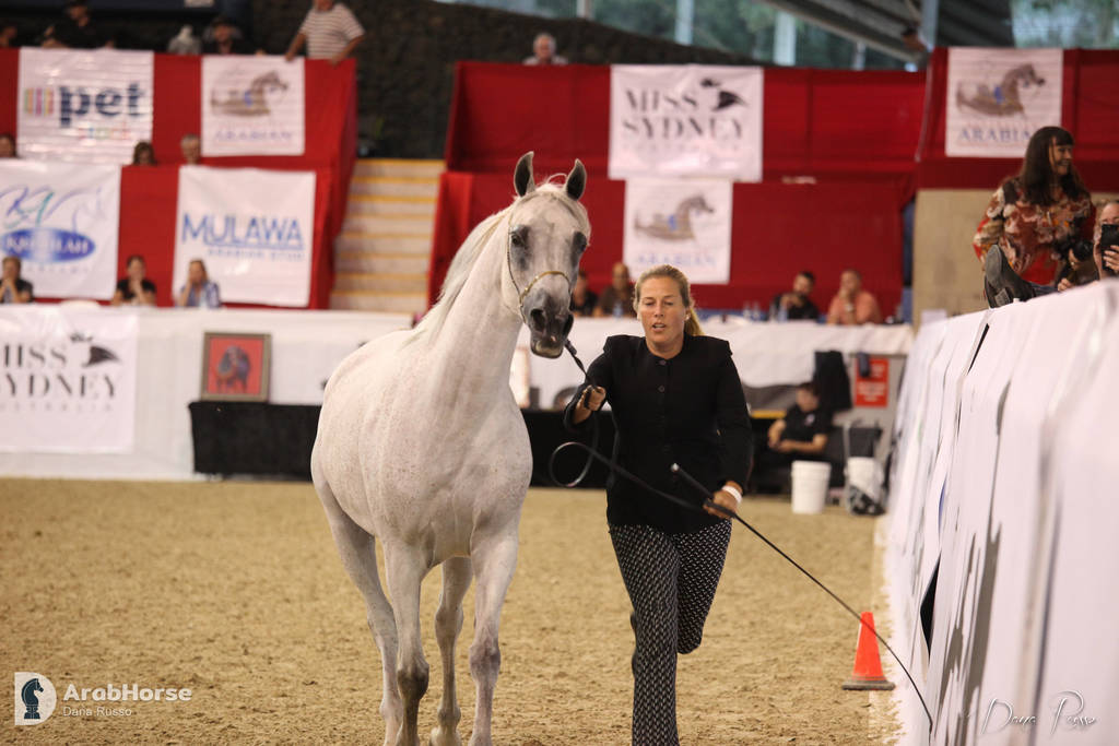 Australian Arabian National Championships 2018