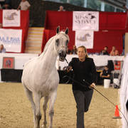 Australian Arabian National Championships 2018
