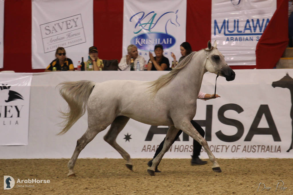 Australian Arabian National Championships 2018