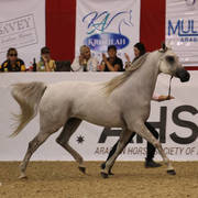 Australian Arabian National Championships 2018