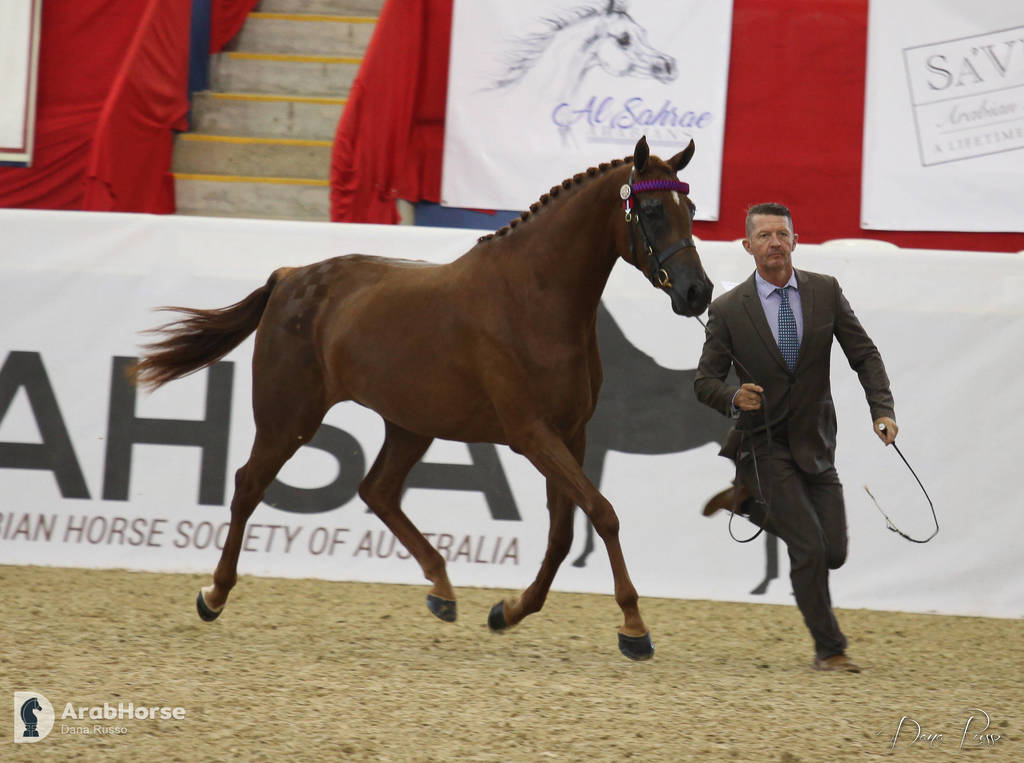Australian Arabian National Championships 2018