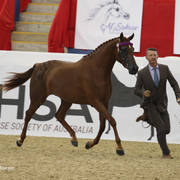Australian Arabian National Championships 2018