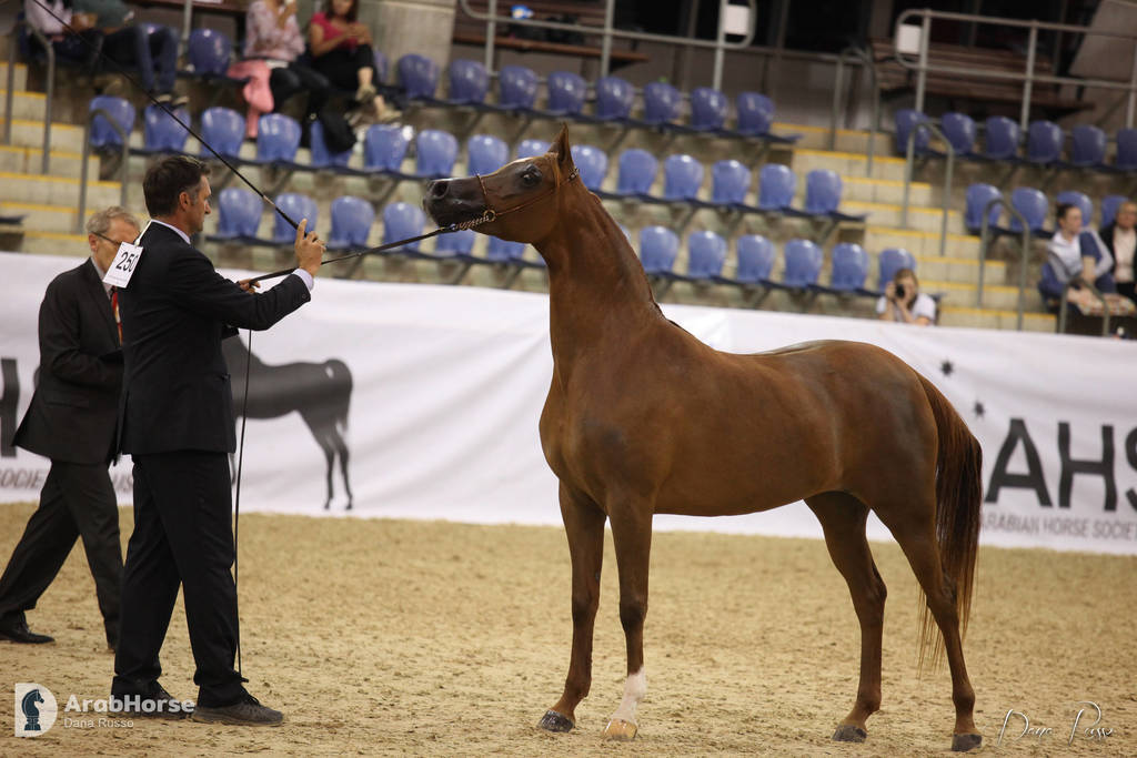 Australian Arabian National Championships 2018