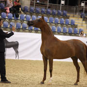 Australian Arabian National Championships 2018