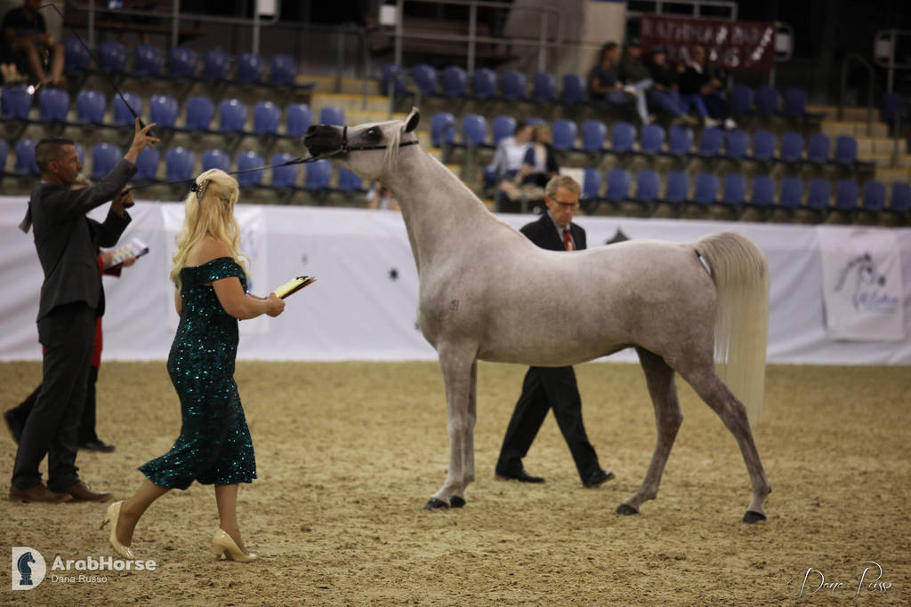 Australian Arabian National Championships 2018