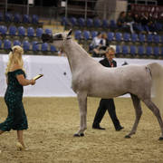 Australian Arabian National Championships 2018