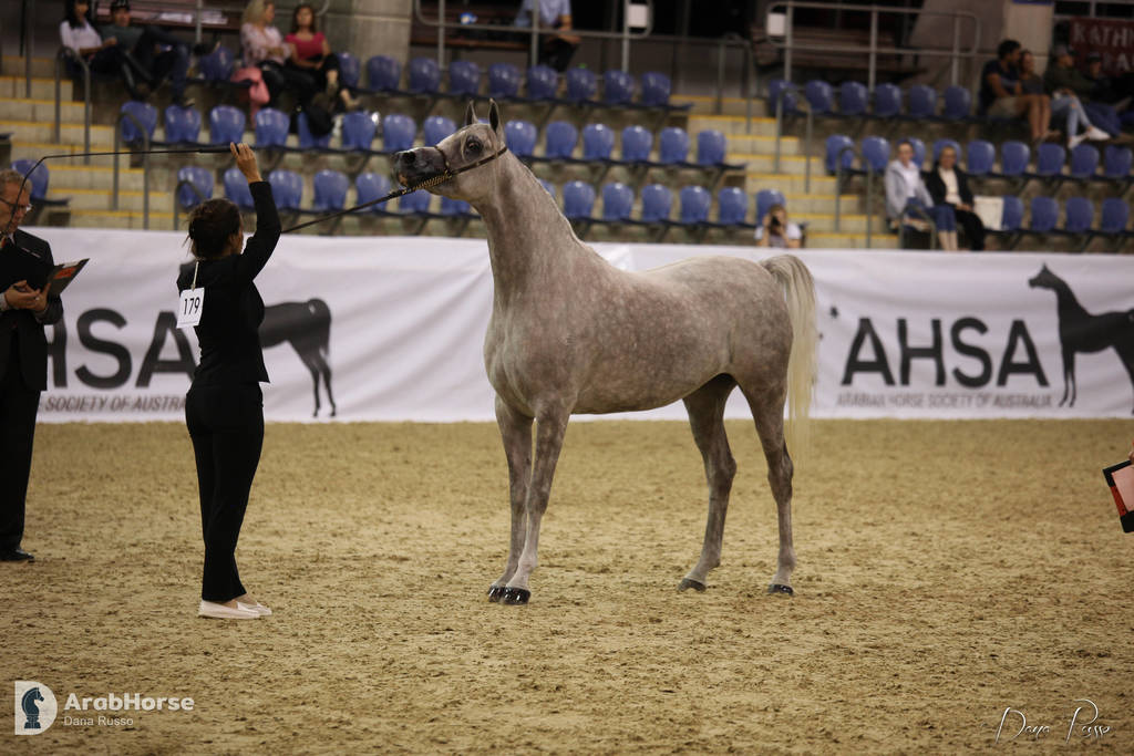 Australian Arabian National Championships 2018