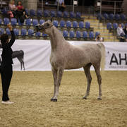 Australian Arabian National Championships 2018