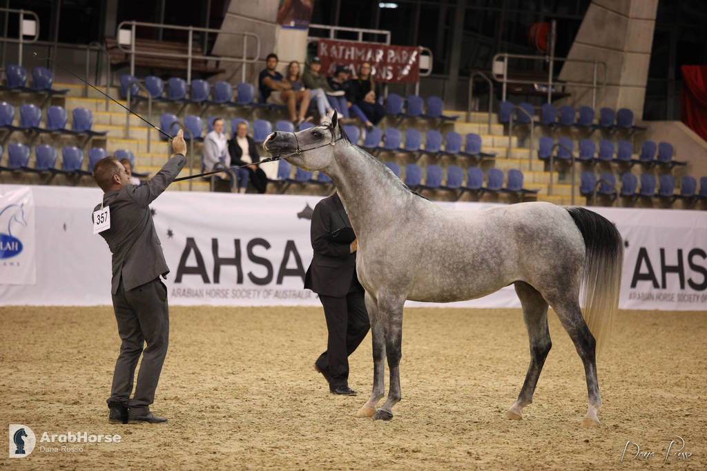 Australian Arabian National Championships 2018
