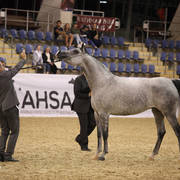 Australian Arabian National Championships 2018