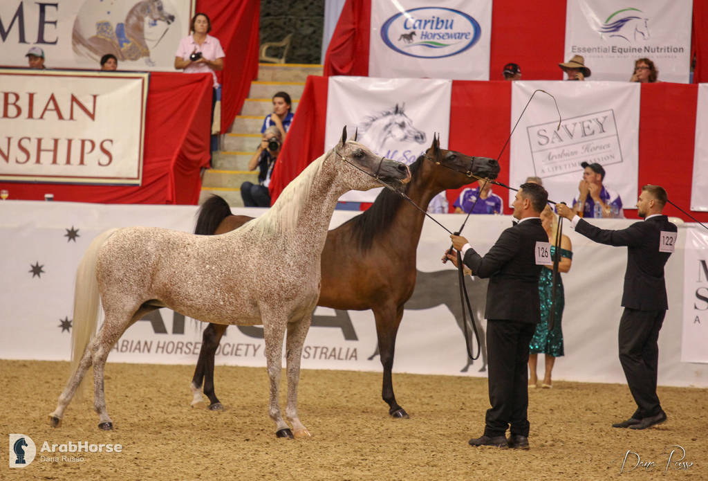 Australian Arabian National Championships 2018