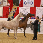 Australian Arabian National Championships 2018