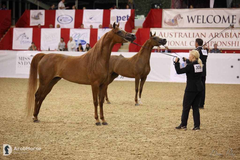Australian Arabian National Championships 2018