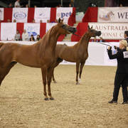Australian Arabian National Championships 2018