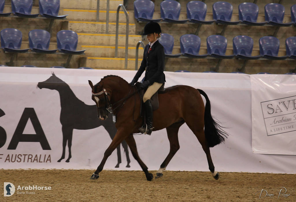 Australian Arabian National Championships 2018