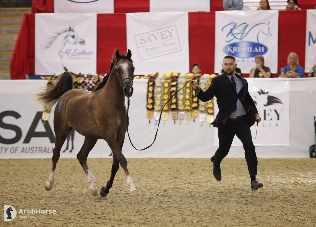 Australian Arabian National Championships 2018