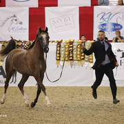 Australian Arabian National Championships 2018