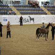 Australian Arabian National Championships 2018