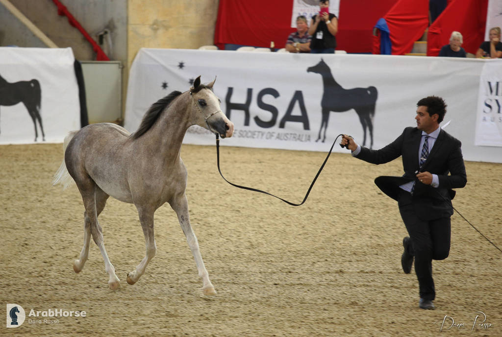 Australian Arabian National Championships 2018