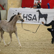 Australian Arabian National Championships 2018