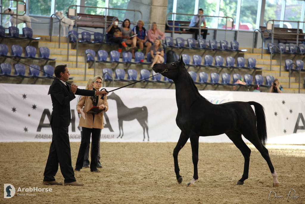 Australian Arabian National Championships 2018