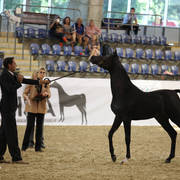 Australian Arabian National Championships 2018