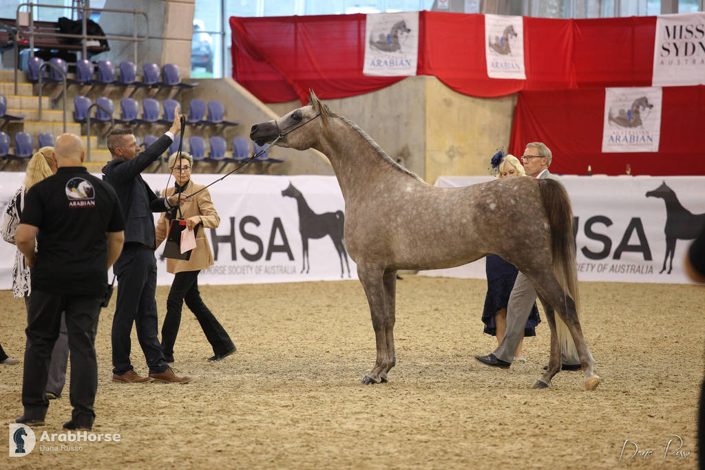 Australian Arabian National Championships 2018