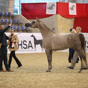Australian Arabian National Championships 2018