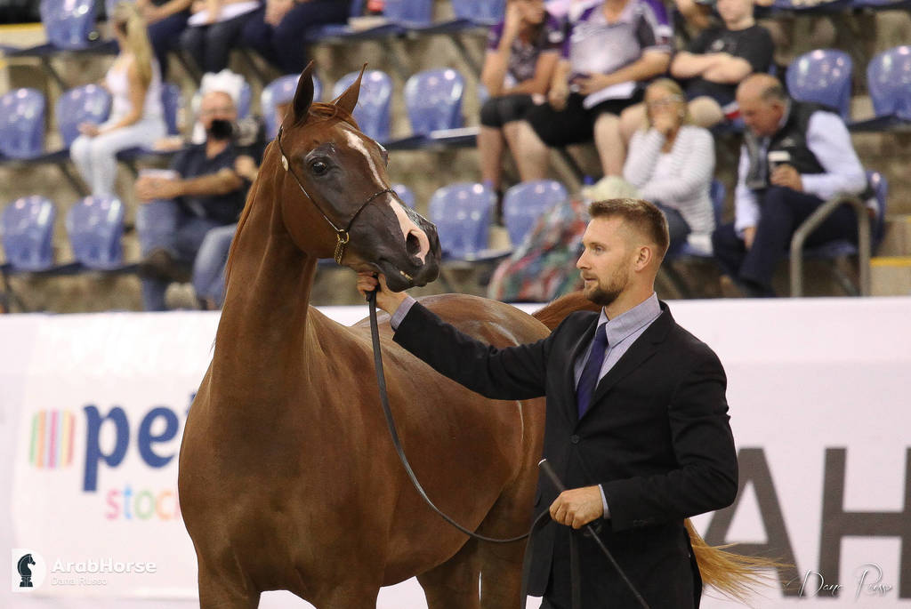 Australian Arabian National Championships 2018