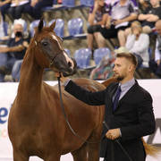 Australian Arabian National Championships 2018