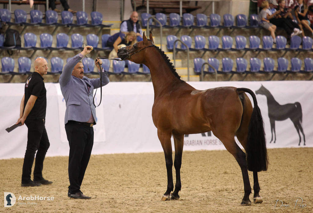 Australian Arabian National Championships 2018