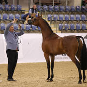 Australian Arabian National Championships 2018